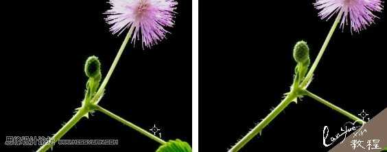 Photoshop通过黑场命令为含羞草花制作超酷的光影效果